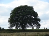 Eiche mit Kuh