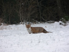 Fuchs