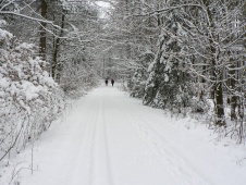 verschneiter waldweg