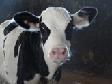 K&auml;lbchen