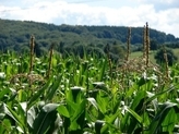 Maisfeld