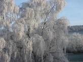 Baum