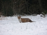 Fuchs