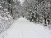 verschneiter waldweg